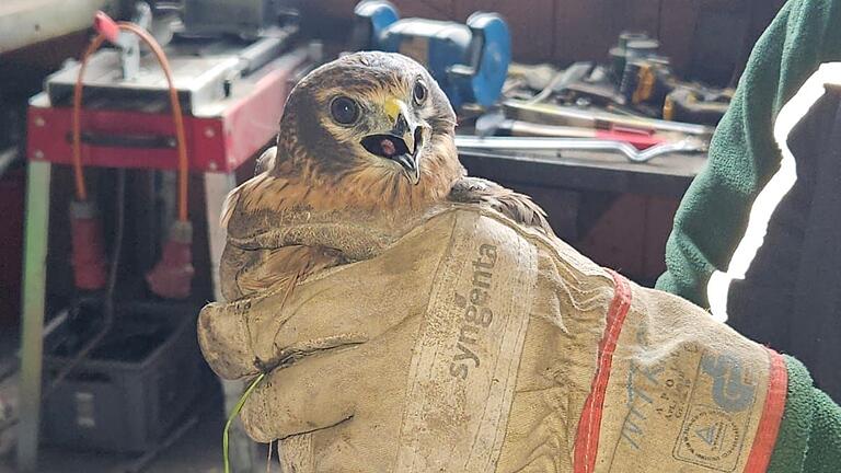 Ungewöhnlicher Besucher: Die Wiesenweihe ist eine Greifvogelart, die sich nur selten in die Region Haßberge verirrt. Dieses Tier ist bei der Familie von Matthias Wörner in Hofheim gestrandet. Ungewöhnlicher Besucher: Die Wiesenweihe ist eine Greifvogelart, die sich nur selten in die Region Haßberge verirrt. Dieses Tier ist bei der Familie von Matthias Wörner in Hofheim gestrandet.