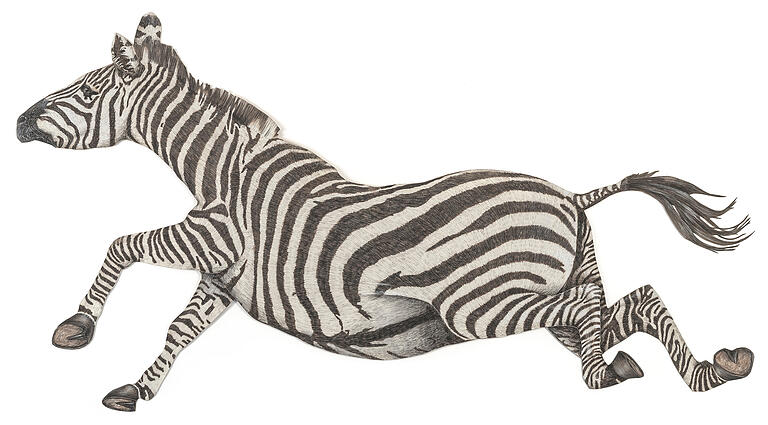 Das springende Zebra. Die Vorlage stellte sich Raoul Kaffka aus mehreren Zebra-Fotos zusammen. Seine Zeichnung misst 170 mal 94 Zentimeter. Das springende Zebra. Die Vorlage stellte sich Raoul Kaffka aus mehreren Zebra-Fotos zusammen. Seine Zeichnung misst 170 mal 94 Zentimeter.