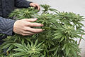 Kripo-Vertreter wollen Cannabis legalisieren       -  Cannabis (Symbolfoto).