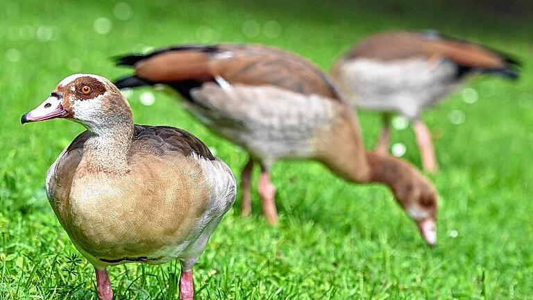 Nilgänse - 22 Paare der exotisch anmutenden Nilgänse mit bis zu 70 Nachkommen fühlen sich auf dem Gelände in Erlabrunn heimisch. Nilgänse - 22 Paare der exotisch anmutenden Nilgänse mit bis zu 70 Nachkommen fühlen sich auf dem Gelände in Erlabrunn heimisch.