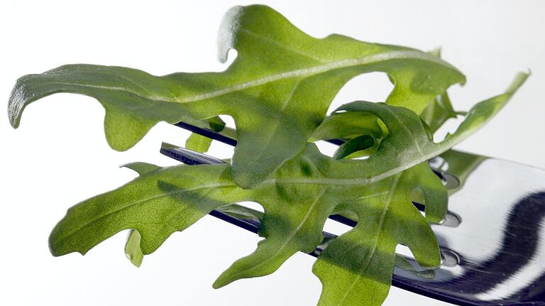Rucola, auch bekannt als Gartenrauke, ist mit Kohl verwandt. Die Salatsorte eignet sich wegen ihres scharfen, würzigen Geschmackes vor allem für die mediterrane Küche.