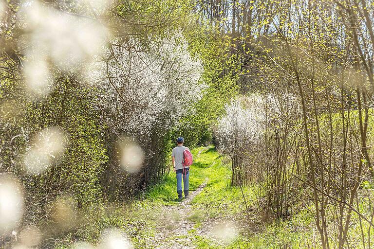 Der Wanderweg verläuft hauptsächlich auf Wiesenwegen durch wunderschöne Natur und Waldpfaden.
