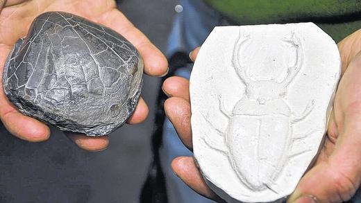 Tierisch: Pecten (Muschel) aus dem oberen Muschelkalk aus Würzburg und ein Lügenstein aus Eibelstadt. Tierisch: Pecten (Muschel) aus dem oberen Muschelkalk aus Würzburg und ein Lügenstein aus Eibelstadt.