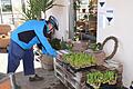 Ein zufällig vorbeikommender Fahrradfahrer wirft in Oberwerrn das Geld in die Vertrauenskasse einer Gärtnerei. Das Bild entstand, als der Verkauf von Blumen noch erlaubt war.&nbsp;