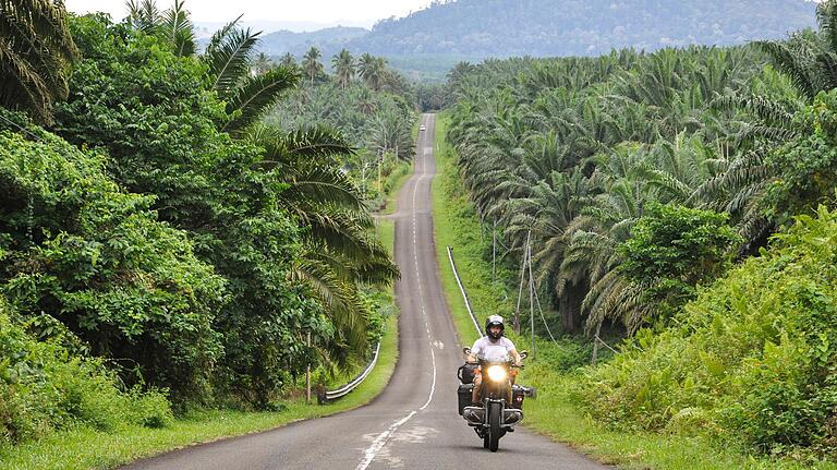 Das Bild zeigt Ölpalmplantagen bei Tawau auf Borneo. Dafür wurde der Regenwald abgeholzt.