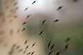 Malaria       -  In abgeholzten Gebieten finden Mücken ideale Brutbedingungen vor. (Archivbild)