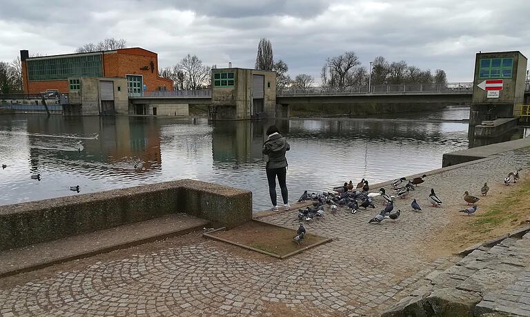 Obwohl es verboten ist, werden Tauben gefüttert, wie hier an der Staustufe in Schweinfurt.