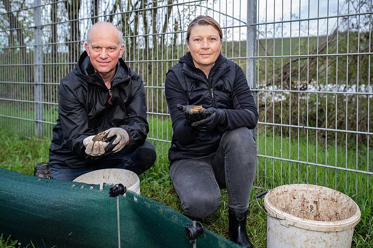 Marc Stetting und Evelyn Flury helfen Kröten und Wasserfröschen, unbeschadet an ihr Ziel zu kommen. Die Tiere wandern im Frühjahr zu ihren Laichgewässern und wieder zurück. Marc Stetting und Evelyn Flury helfen Kröten und Wasserfröschen, unbeschadet an ihr Ziel zu kommen. Die Tiere wandern im Frühjahr zu ihren Laichgewässern und wieder zurück.