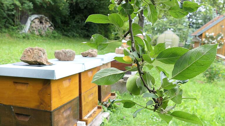 Bienen müssen bei den Pettinellas aus ihrer „Nützlingsunterkunft“ bis zur Futterquelle nicht weit fliegen. - Bienen müssen bei den Pettinellas aus ihrer „Nützlingsunterkunft“ bis zur Futterquelle nicht weit fliegen. Bienen müssen bei den Pettinellas aus ihrer „Nützlingsunterkunft“ bis zur Futterquelle nicht weit fliegen. - Bienen müssen bei den Pettinellas aus ihrer „Nützlingsunterkunft“ bis zur Futterquelle nicht weit fliegen.