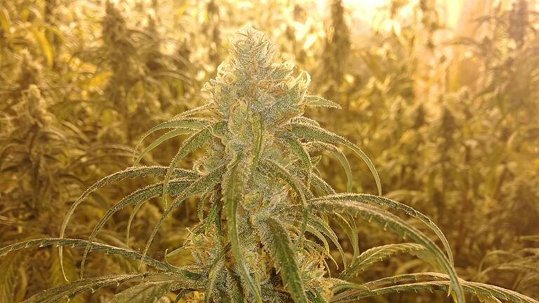 Dieses Bild machte die Kripo, als sie am 30. November vergangenen Jahres ein ehemals landwirtschaftliches Anwesen im Landkreis Rhön-Grabfeld durchsuchte und dabei auf 1651 erntereife Cannabis-Pflanzen stieß. Dieses Bild machte die Kripo, als sie am 30. November vergangenen Jahres ein ehemals landwirtschaftliches Anwesen im Landkreis Rhön-Grabfeld durchsuchte und dabei auf 1651 erntereife Cannabis-Pflanzen stieß.