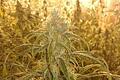 Dieses Bild machte die Kripo, als sie am 30. November vergangenen Jahres ein ehemals landwirtschaftliches Anwesen im Landkreis Rhön-Grabfeld durchsuchte und dabei auf 1651 erntereife Cannabis-Pflanzen stieß.