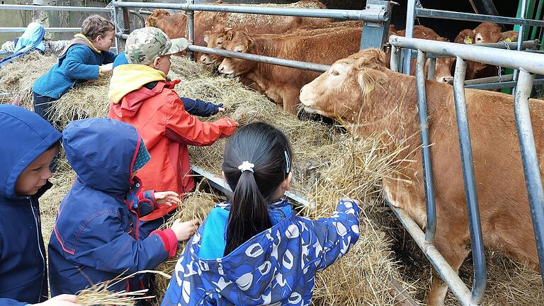 Mit viel Begeisterung versuchten die Kinder die Kühe und Jungbullen zu füttern.