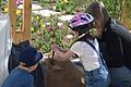 Spargelstechen kinderleicht?&nbsp;Der Bleichspargel wird von den Erntehelfern, bevor er aus dem Damm herauswächst, einzeln in Handarbeit gestochen.