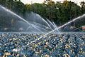 Ein Blaukrautfeld bei Bergtheim im Landkreis Würzburg wird am Abend über Sprenkler beregnet.&nbsp;