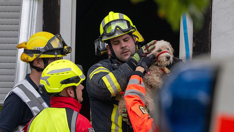 Hotel teilweise eingestürzt - Erika Sorms Hund Queeni wird gerettet. (Archivbild) Hotel teilweise eingestürzt - Erika Sorms Hund Queeni wird gerettet. (Archivbild)