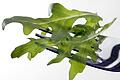 RKI meldet Ausbruch bestimmter Salmonellen - Erreger in Rucola?       -  In Österreich wurde das Bakterium Salmonella Umbilo in Proben von Rucola aus Italien nachgewiesen. (Archivbild)