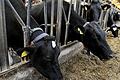 Kuhstall       -  Kühe stehen in einem Stall in Niedersachsen. Nach Angaben des Landwirtschaftsministeriums ist tonnenweise verseuchtes Maisfutter in Umlauf gekommen. Foto: Peter Steffen