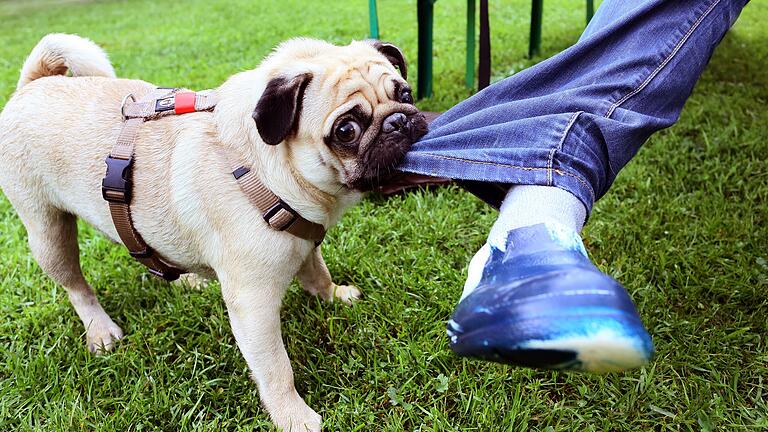 Ein Hund biss am Freitag einen Jogger bei Retzbach (Symbolbild). Ein Hund biss am Freitag einen Jogger bei Retzbach (Symbolbild).